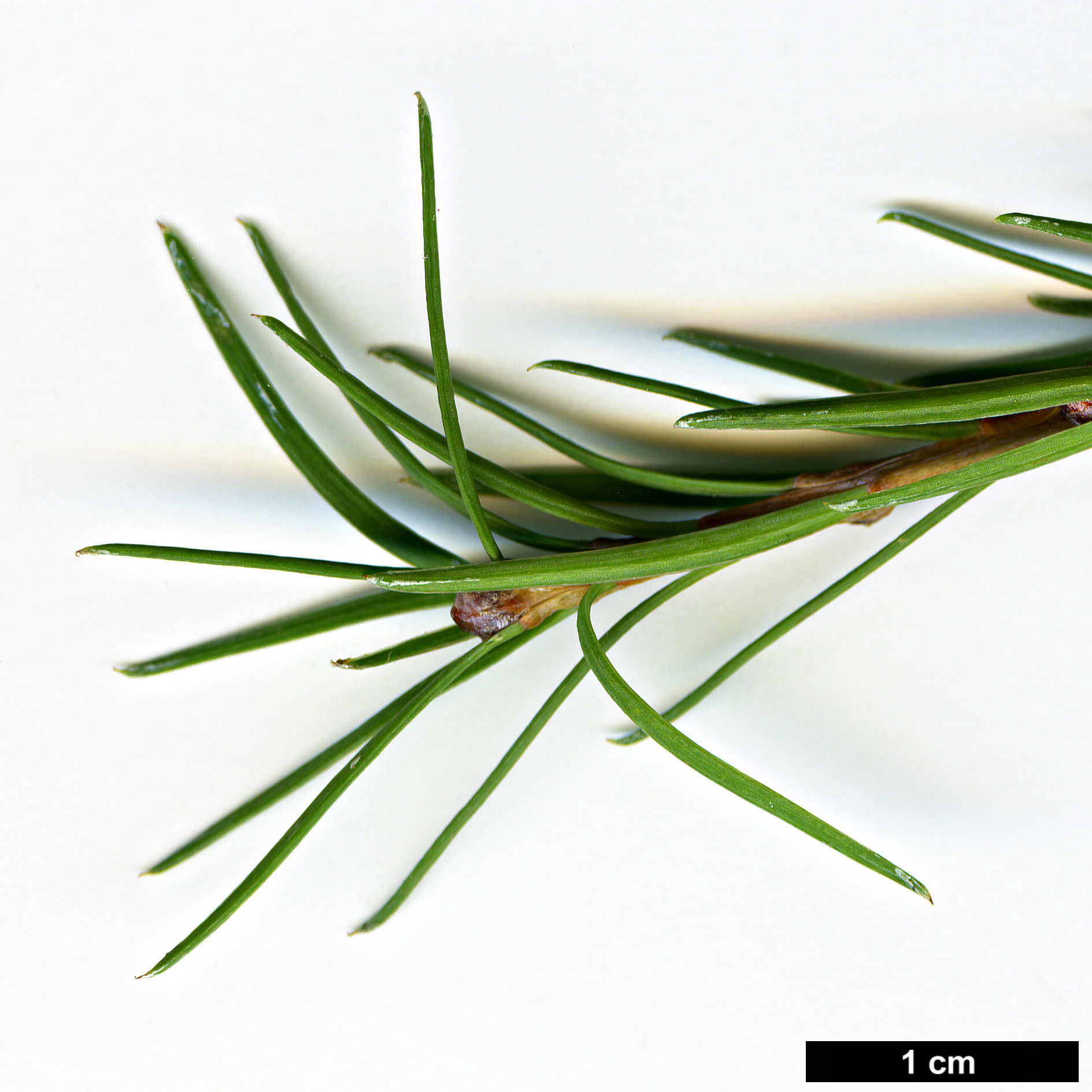 High resolution image: Family: Pinaceae - Genus: Larix - Taxon: ×pendula - SpeciesSub: (L.decidua × L.laricina)